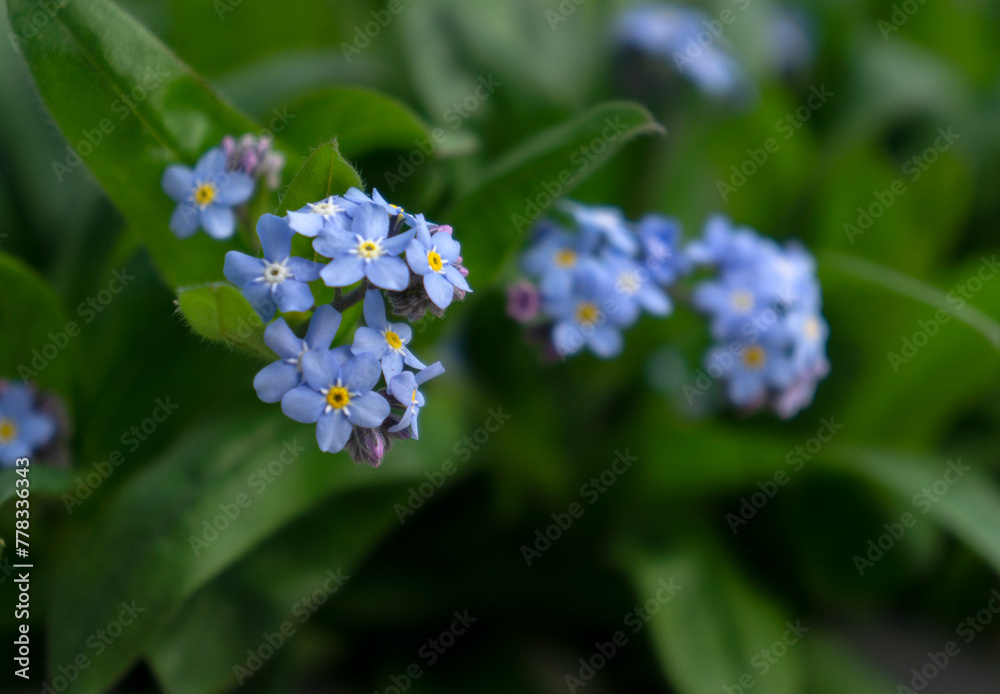 Myosotis sylvatica, the wood forget-me-not or woodland forget-me-not flowers Myosotis sylvatica, the wood forget-me-not or woodland forget-me-not flowers