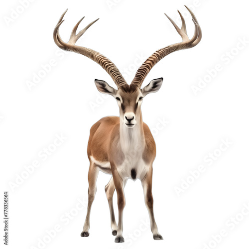 Antelope isolated on transparent PNG background