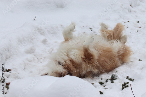 dog in snow © Svetlana