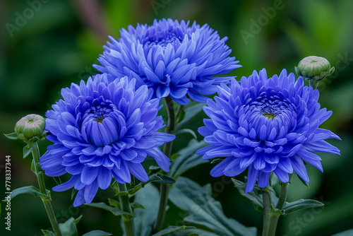 Double China Aster