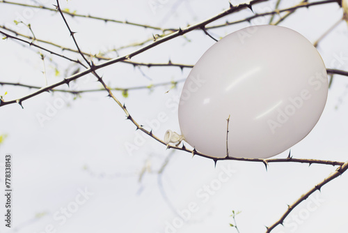white balloon stuck in the branches of a thorny plant, abstract concept