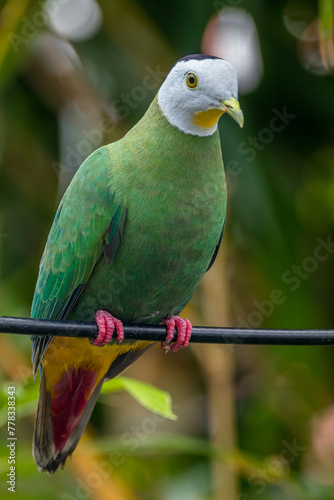 The black-naped fruit dove (Ptilinopus melanospilus), also known as the black-headed fruit dove photo