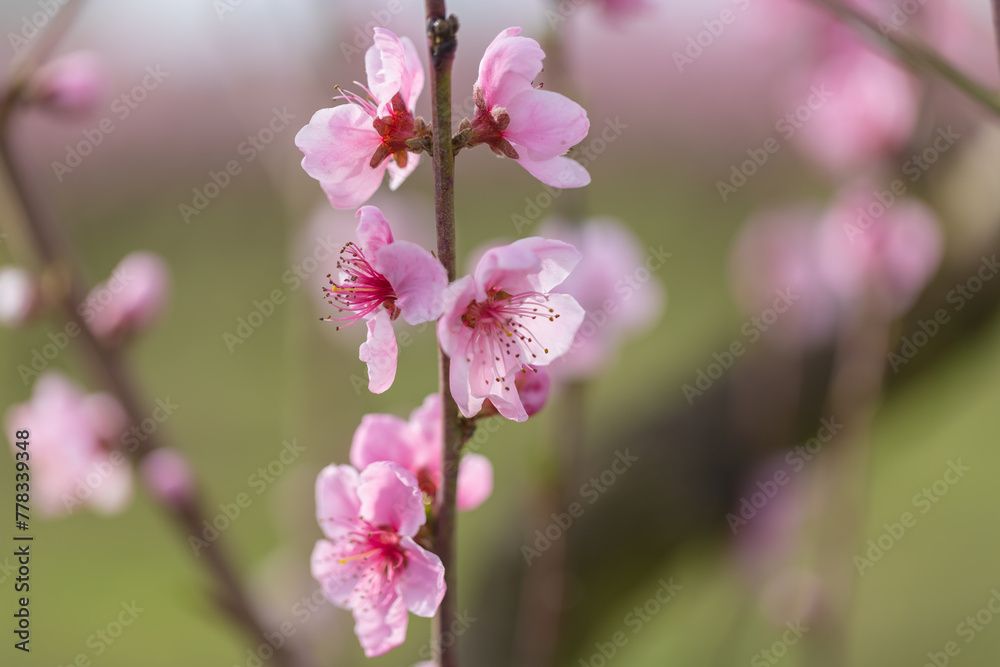 Beautiful peach orchard. There are pink flowers on the trees. There is green grass between the trees. The sky is blue. Beautiful peach orchard. There are pink flowers on the trees. There is green grass between the trees. The sky is blue.