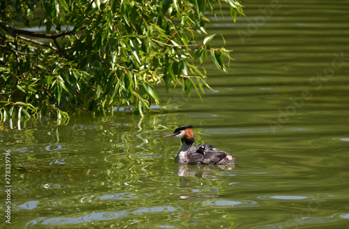 reat crested grebe (Podiceps cristatus) with chicks swim on the lake's surface photo