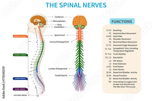 Obraz na płótnie Spinal nerves transmitting sensations, controlling the body movements