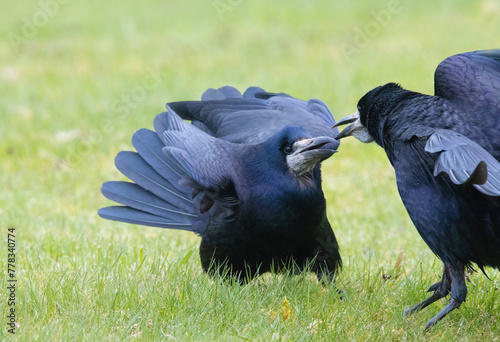 a pair of rooks in conflict