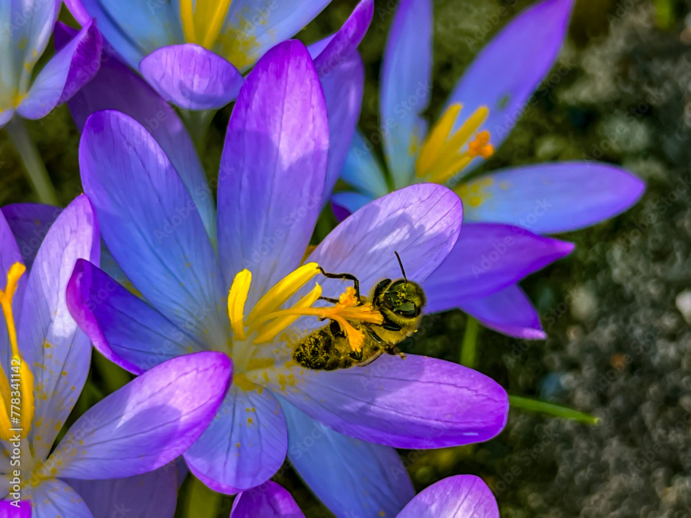 Fototapeta premium Crocuses blooming in early spring and bees waking up on a warm day collecting