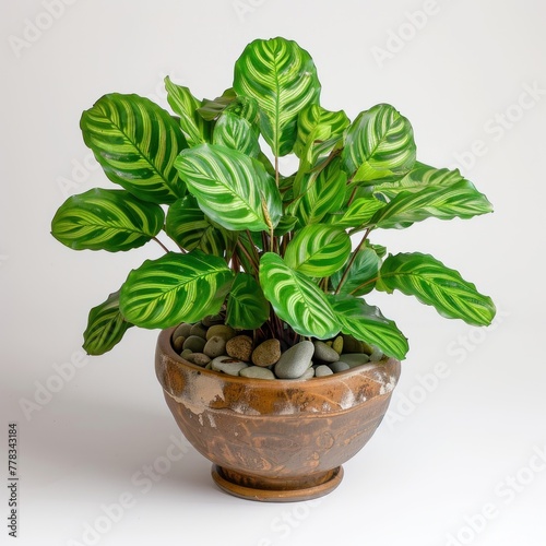 A Calathea plant in a terracotta pot on a white background - AI Generated Digital Art