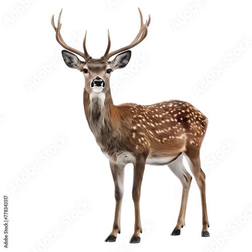 Full body deer isolated on transparent PNG background