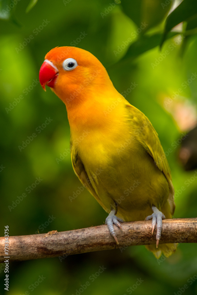 A lovebird (Agapornis) is a type of parrot. There are nine species. They are a social and affectionate small parrot.