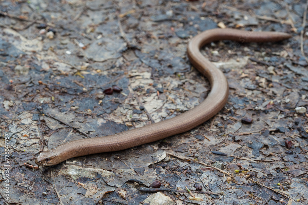 A slowworm lies on a forest path, covered with old leaves, and uses the radiant heat of the ground to heat itself up.