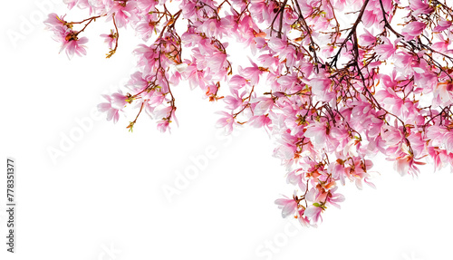 Fototapeta Naklejka Na Ścianę i Meble -  Magnolia Flower Spring Banner