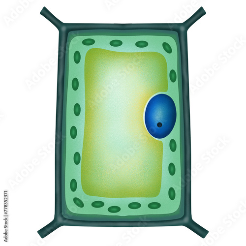 plant cell diagram, green, blue, educational clip art preview