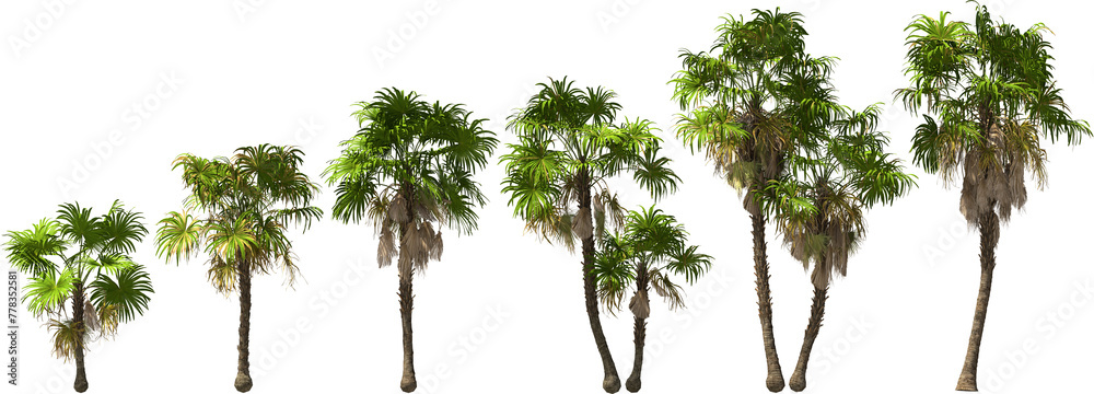 florida trident palms hq arch viz cutout palmtree plants - obrazy, fototapety, plakaty 