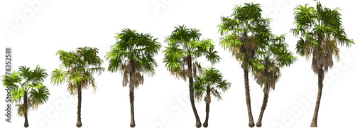 florida trident palms hq arch viz cutout palmtree plants