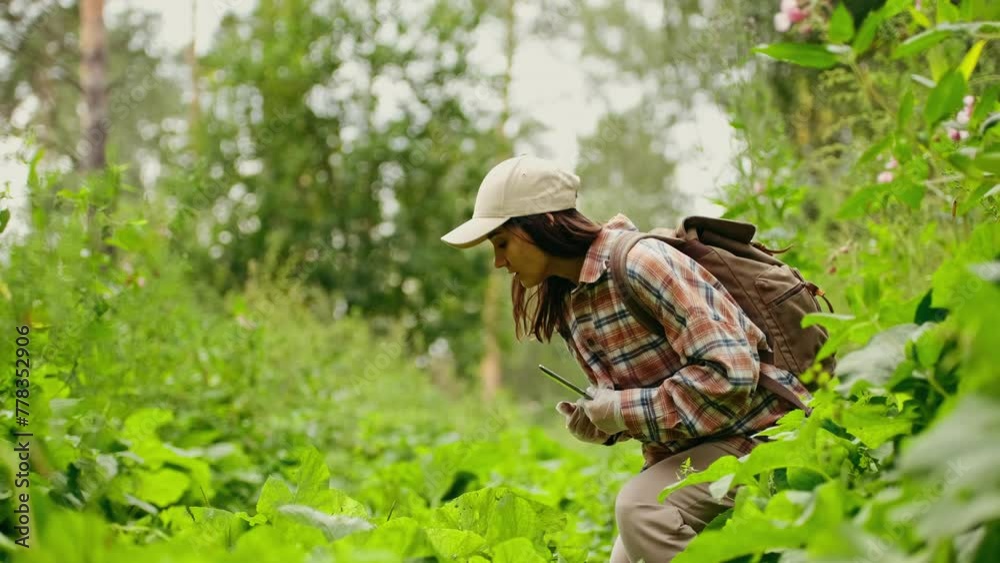 Close-up of the hands of a female biologist inspecting a plant in the forest. A scientist analyzes leaves, studies flora Close-up of the hands of a female biologist inspecting a plant in the forest. A scientist analyzes leaves, studies flora