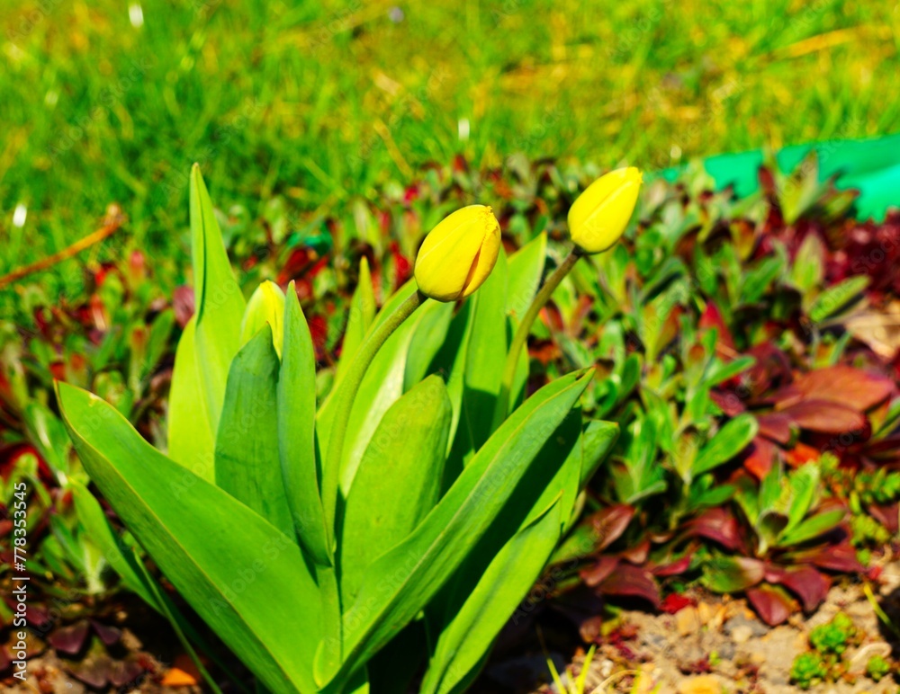 Kwitnące tulipany w ogrodzie. Dwa żółte tulipany widoczne z oddali ...