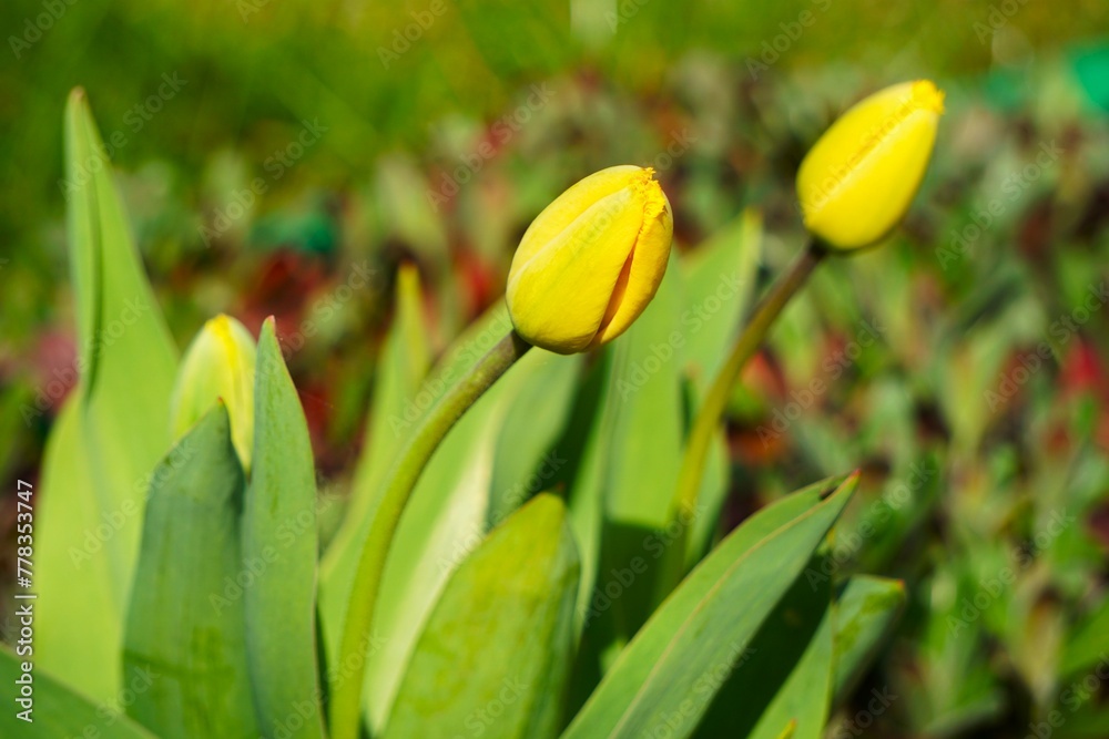 Obraz premium Żółte tulipany