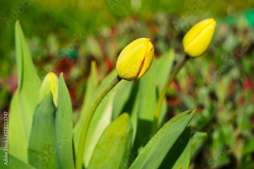 Żółte tulipany © Adam