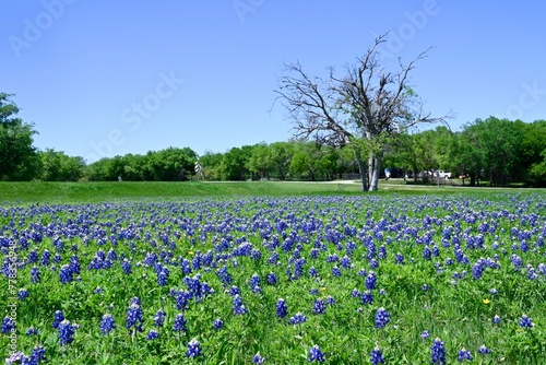 A field covered in green grass and a blanket of blooming Bluebonnet flowers on a sunny, Spring day in Texas.