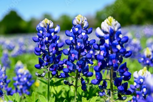 Closeup of beautiful Bluebonnet flowers in full bloom with sunny skies and trees in the background.