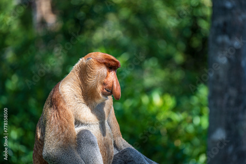 Canvas Print Family of wild Proboscis monkey or Nasalis larvatus, in the rainforest of island