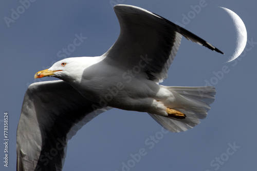 Gulls, or colloquially seagulls, are seabirds of the family Laridae in the suborder Lari. They are related to the terns and skimmers and distantly related to auks, and even more distantly to waders  photo