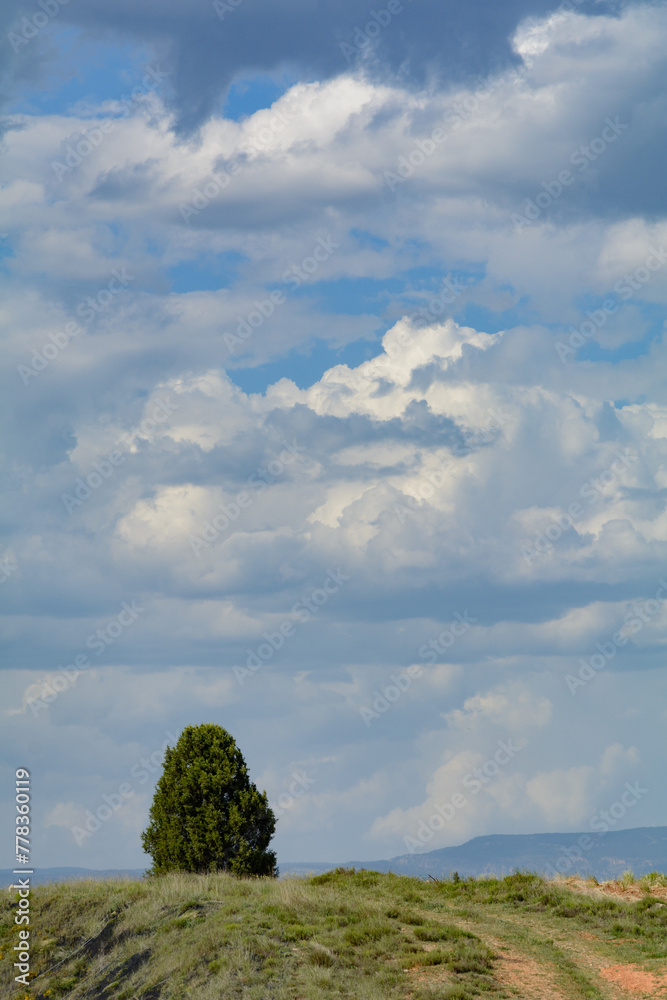 ARBOL SOLITARIO EN UN BELLO ENTORNO