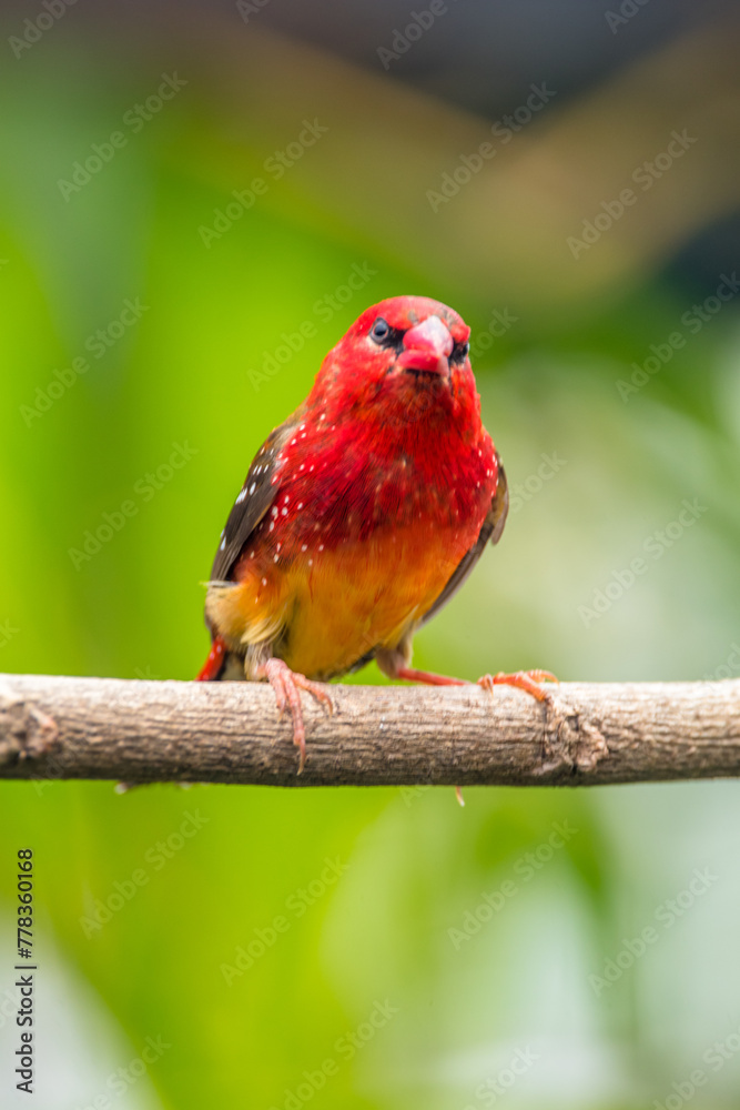 The red avadavat, red munia or strawberry finch, is a sparrow-sized bird of the family Estrildidae. It is found in the open fields and grasslands of tropical Asia and is popular as a cage bird The red avadavat, red munia or strawberry finch, is a sparrow-sized bird of the family Estrildidae. It is found in the open fields and grasslands of tropical Asia and is popular as a cage bird