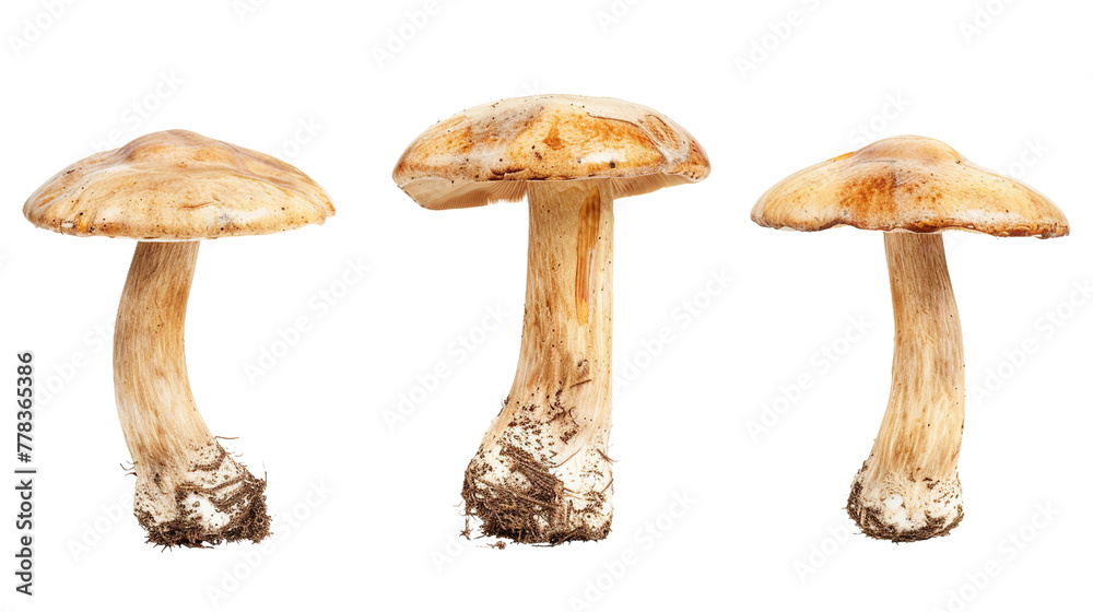 Fresh Organic Beech Mushroom on Transparent Background for Culinary Creations - Studio Shot of Healthy Edible Fungus, Perfect Ingredient for Gourmet Dishes and Vegan Recipes Fresh Organic Beech Mushroom on Transparent Background for Culinary Creations - Studio Shot of Healthy Edible Fungus, Perfect Ingredient for Gourmet Dishes and Vegan Recipes