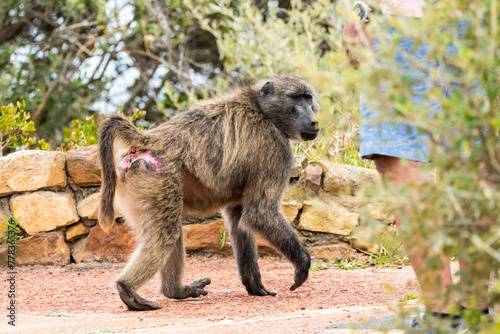 Chacma baboon (Papio ursinus) cheekily walks past a human or person showing no fear in the wild at Cape Point nature reserve, South Africa concept animal human conflict