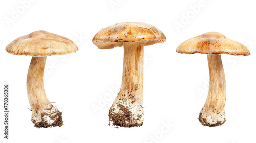 Fresh Organic Beech Mushroom on Transparent Background for Culinary Creations - Studio Shot of Healthy Edible Fungus, Perfect Ingredient for Gourmet Dishes and Vegan Recipes
