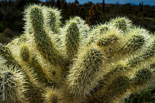 A close look at cholla cactus in the Arizona desert photo