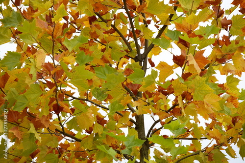 Autumn foliage on a maple tree. Yellow-green background colors. Natural forms for decoration.