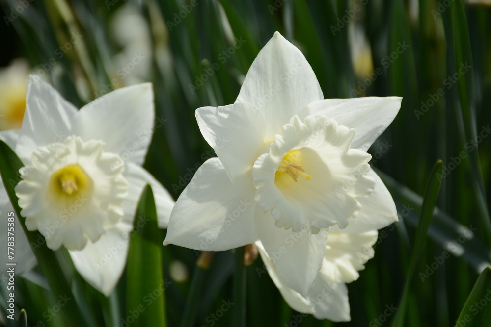 White trumpet daffodil close-up in the garden White trumpet daffodil close-up in the garden
