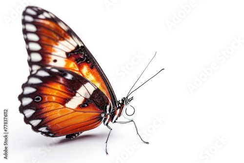 Magnificent butterfly, macro, isolated on white backdrop. Generative Ai