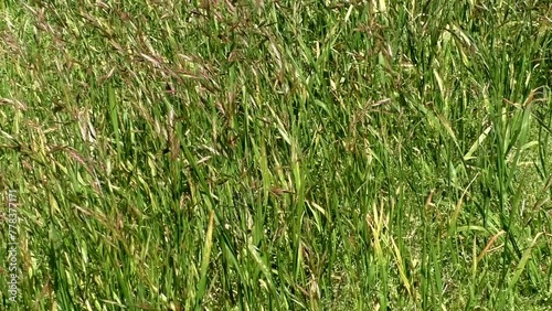 Waterbird skimming the lake