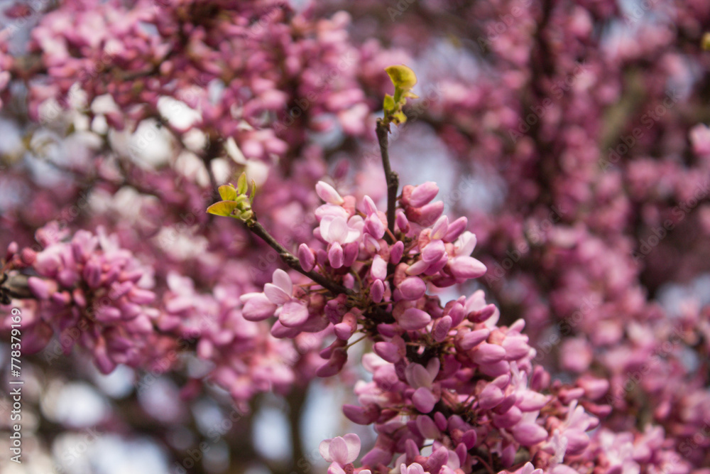 blossoming branch with pink flowers on the tree in the spring blossoming branch with pink flowers on the tree in the spring