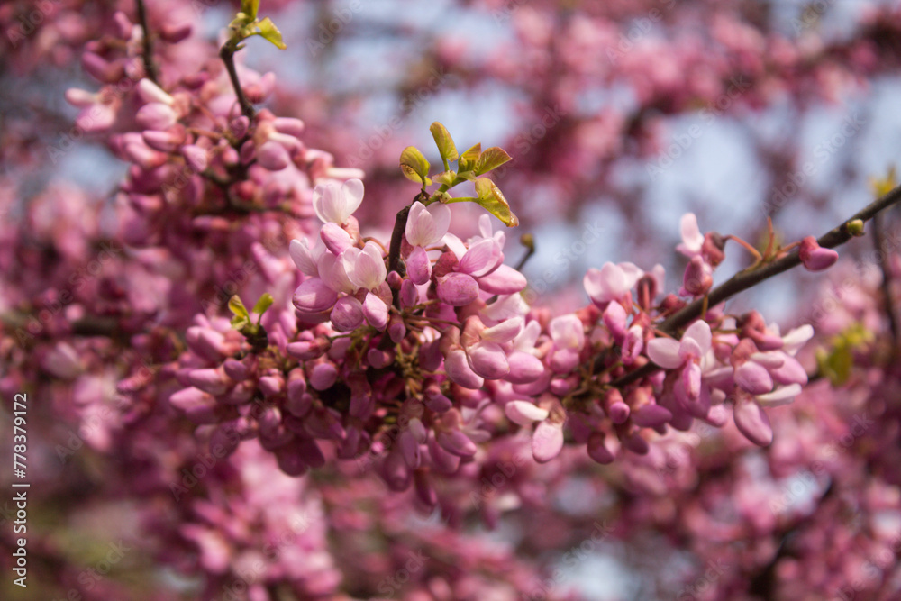 blossoming branch with pink flowers on the tree in the spring 