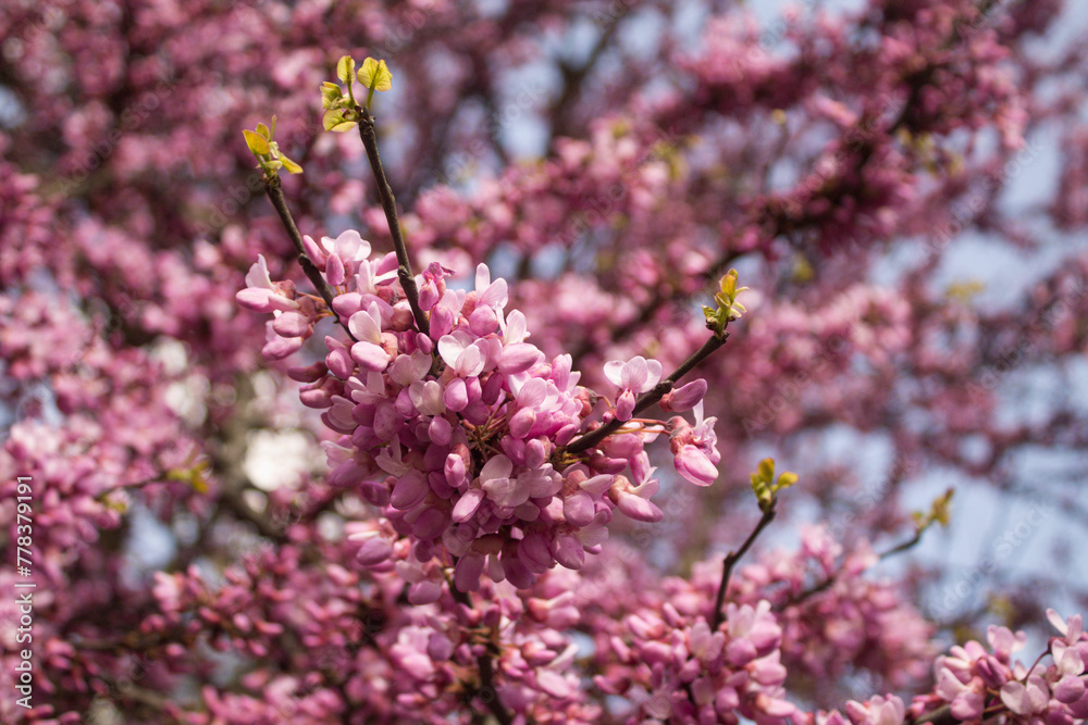 blossoming branch with pink flowers on the tree in the spring blossoming branch with pink flowers on the tree in the spring