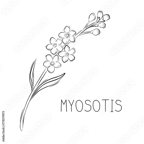 Sketch myosotis or Forget me not spring flower simple vector illustration in doodle style
