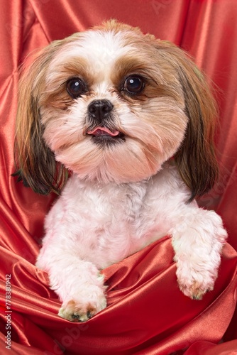 Cute little dog with tongue sticking out.