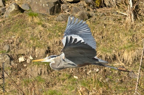 Great blue Heron flying low.