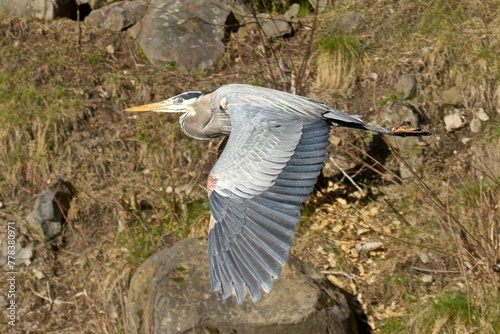 Great blue heron with wings spread.