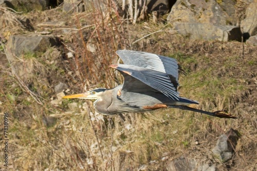 Blue Heron soraing low to the ground.