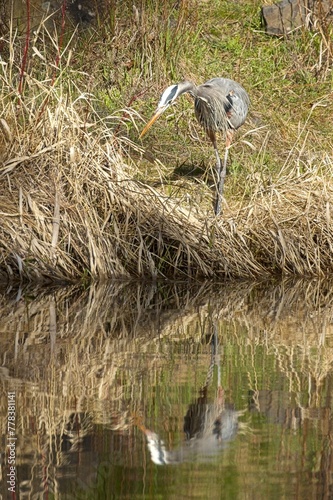 Blue heron looks for fish in water.