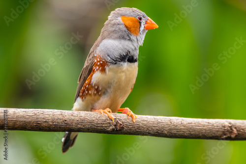 Behang The zebra finches are two species of estrildid finch in the genus Taeniopygia found in Australia and Indonesia