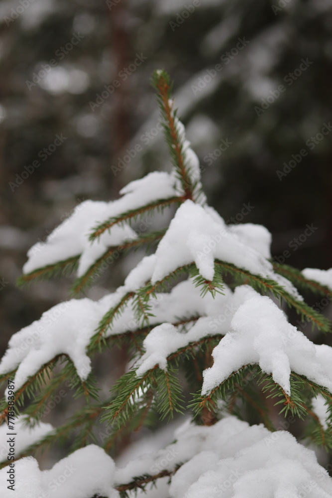 Small winter trees in the forest. Berry trees, spruce, pine.