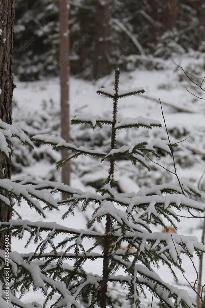 Small winter trees in the forest. Berry trees, spruce, pine. Small winter trees in the forest. Berry trees, spruce, pine.
