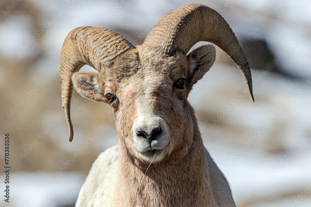 Bighorn sheer ram closeup head and shoulders in Wyoming Bighorn sheer ram closeup head and shoulders in Wyoming